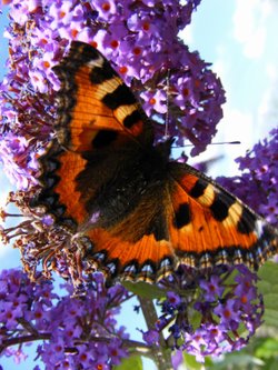 Butterfly at Potter Heigham, Norfolk