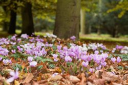 At Anglesey Abbey in Autum 2007 Wallpaper