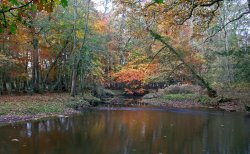 New Forest, Hampshire Wallpaper