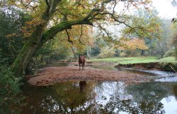 The New Forest, Hampshire Wallpaper