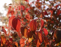 Autumn leaves, Steeple Claydon, Buckinghamshire Wallpaper