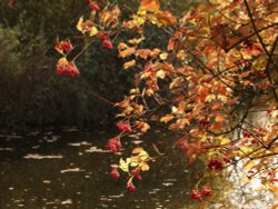 Jubilee fishing lake, Steeple Claydon, Buckinghamshire Wallpaper