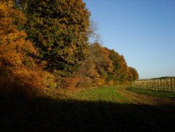 Autumn at Chartam Woods near Canterbury Wallpaper