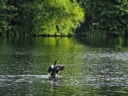 Mallard at Thatcham, Berkshire Wallpaper