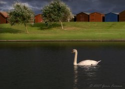 Swan on a Dovercourt lake, Essex Wallpaper