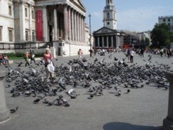 Trafalgar Square - Do Not Feed The Pigeons! Wallpaper