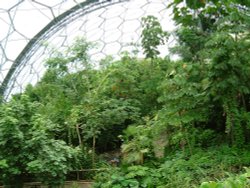 The Rainforest Biome, The Eden Project, Cornwall Wallpaper