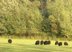 Black Sheep, Clumber Country Park, Worksop, Nottinghamshire Wallpaper