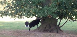 Black Sheep, Clumber Country Park, Worksop, Nottinghamshire Wallpaper