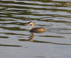 Great Crested Grebe, Clumber Country Park, Worksop, Nottinghamshire Wallpaper