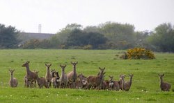 Sika at Arne RSPB Reserve, Dorset Wallpaper