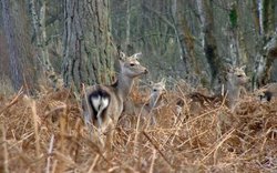 Sikas in the bracken at Arne RSPB Reserve, Dorset Wallpaper