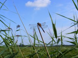 A Dragonfly at Ludham Wallpaper