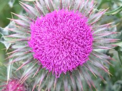 Spear Thistle, Tarrant Rushton, Dorset Wallpaper