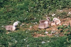 Cygnets at the Swannery Wallpaper