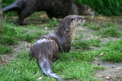 New Forest Otter, Owl and Wildlife Park