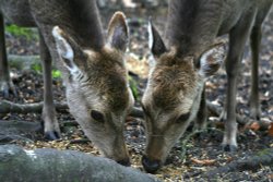 New Forest Otter, Owl and Wildlife Park Wallpaper