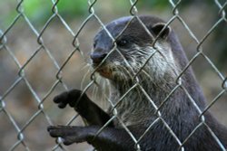 New Forest Otter, Owl and Wildlife Park