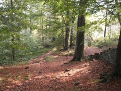 Autumn in Mill Wood, Hurst Green, Lancashire Wallpaper