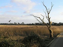 Poole Harbour, Upton Country park Wallpaper