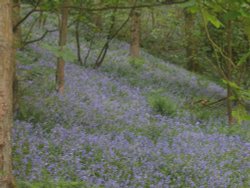 Bluebells