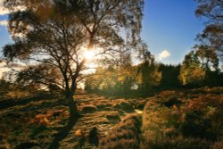 Autumn Sunset, Brocton Coppice Wallpaper