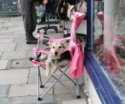 The best seat in Swanage