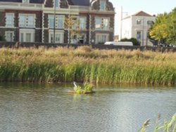 Cardiff Bay Heron Wallpaper