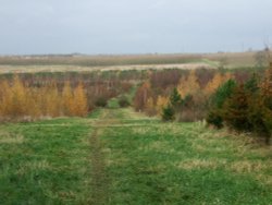 Battram Wood, Battram Village, near Ellistown Wallpaper