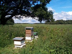 Bee Hives