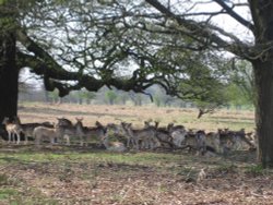 Richmond Park Wallpaper