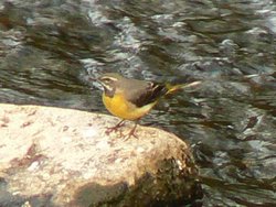 Grey Wagtail, River Tame, Mossley, Greater Manchester Wallpaper