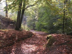 Autumn in Mill Wood, Hurst Green, Lancashire