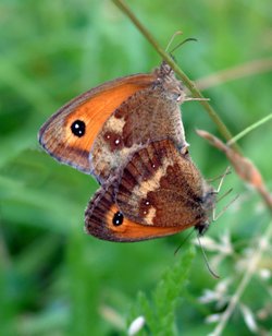 Cobham Butterflies