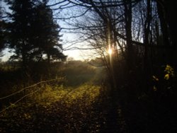 Sunset at Flixton woods Wallpaper