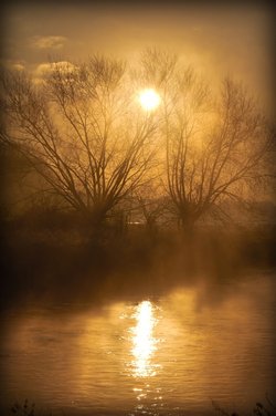 Misty trees