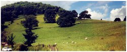 Ullswater sheep Wallpaper