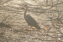 HERON ON THE RIVER TAME GREENFIELD Wallpaper