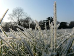 Winter in The Park