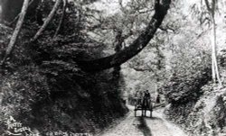 Chanctonbury Ring Road,  Wiston, Steyning Wallpaper