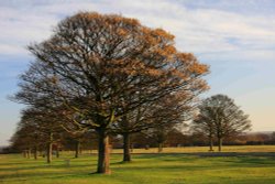 Beverley Westwood Winter Scene Wallpaper