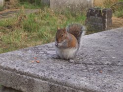 Brompton Cemetery Wallpaper