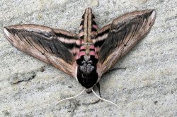 Privet Hawk Moth. Wallpaper