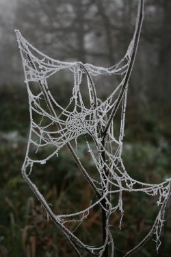 Frost on a web