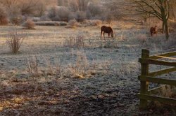 Wyken Slough Wallpaper