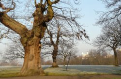 Winter in The Park, Greenwich, Greater London Wallpaper