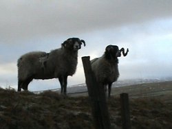 Durham Dales