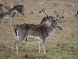 Deer from Royal Richmond Park, Richmond upon Thames, Greater London Wallpaper