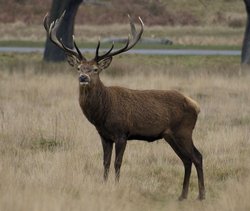 Deer in the rutting season Wallpaper