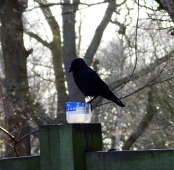 Carrion Crow at Sherwood Forest, Mansfield, Nottinghamshire Wallpaper